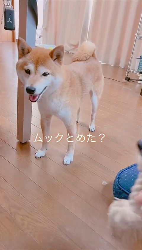 テーブルの下で笑顔のワンコ