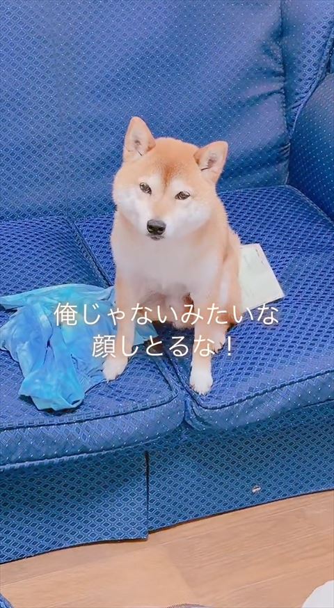 しょんぼりしたワンコお座り