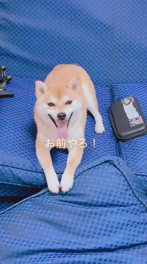 笑顔で伏せしてるワンコ