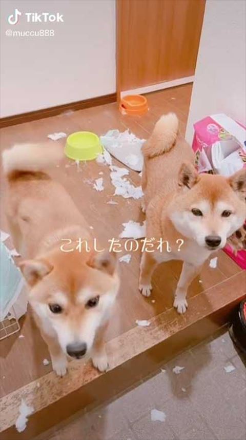 トイレットペーパーが散乱した部屋