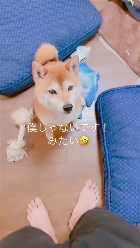 うるうるした目でお座り