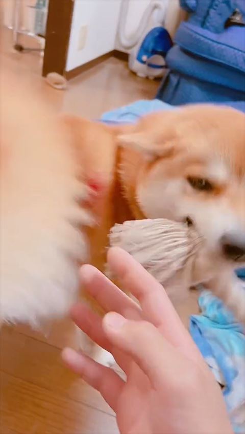 おもちゃ持ってるワンコ