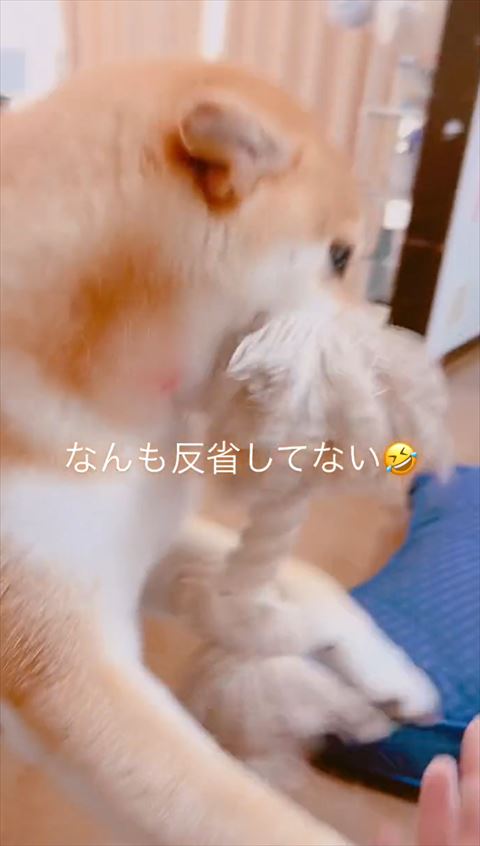 おもちゃくわえて立ち上がる