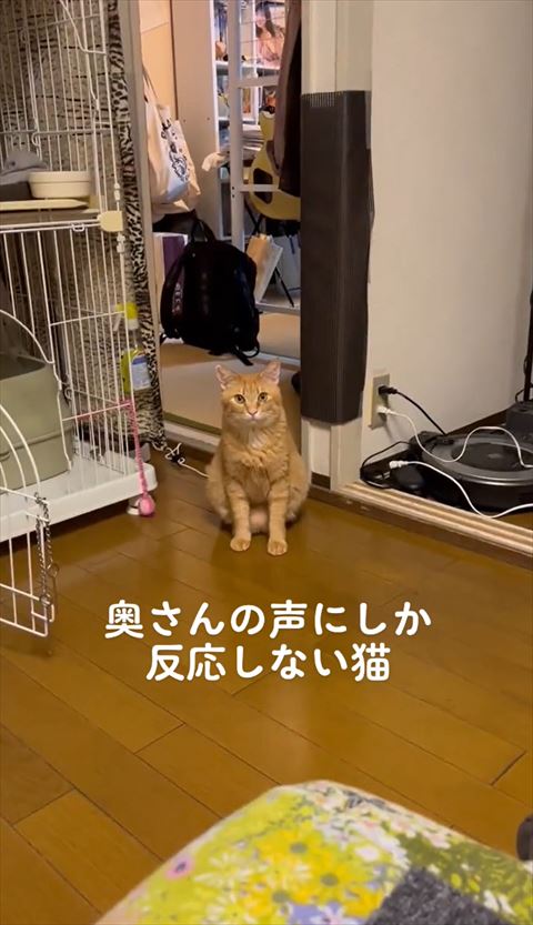 妻には返事する猫