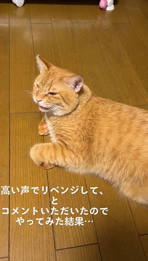 伏せして鳴く猫
