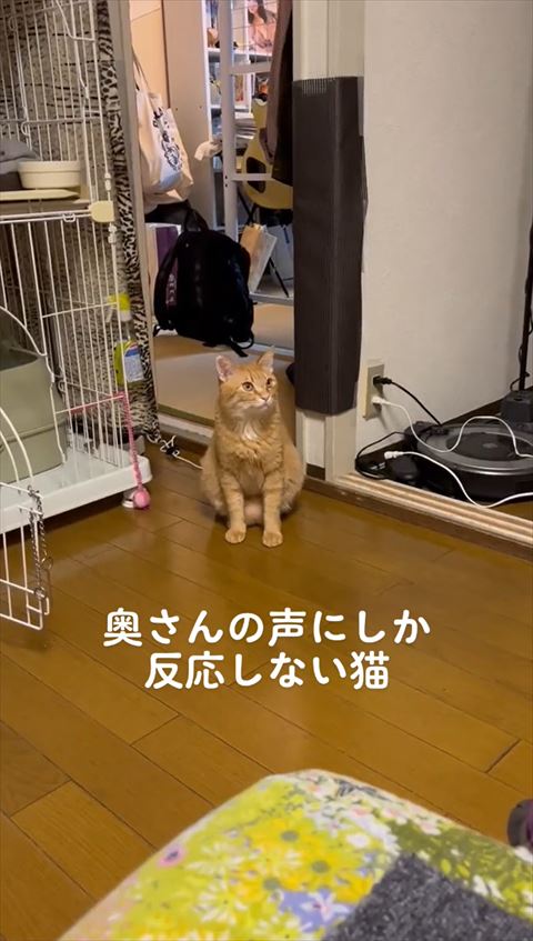 右側の上見る猫