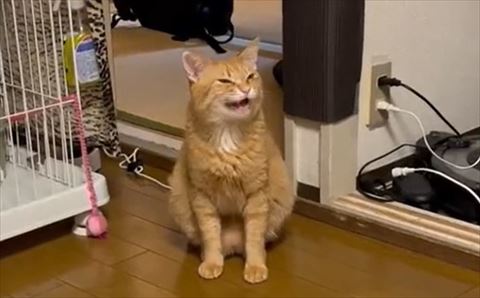 猫画像トリミング