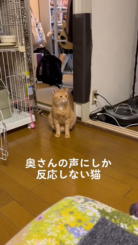 右側の下見る猫
