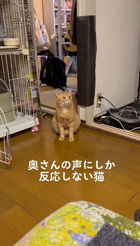 顔少し上げて右側の上見る猫