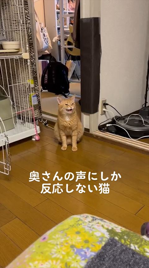 お座りして鳴いてる猫