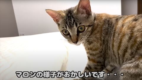 マロンの様子がおかしいテロップ