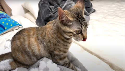 舌をだした横顔