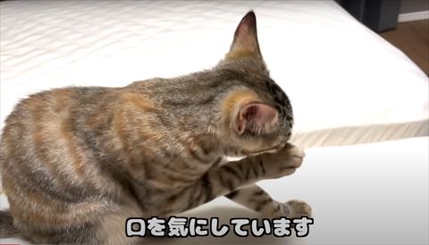 右前足で顔をさわる