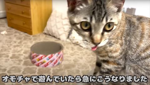 爪とぎと舌だしてる猫