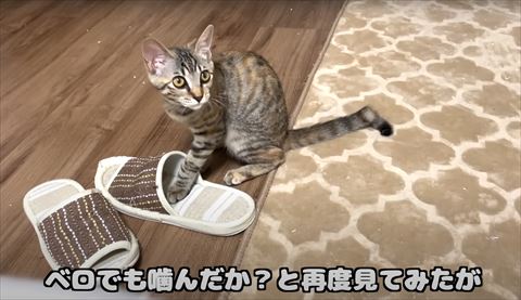 スリッパと子猫