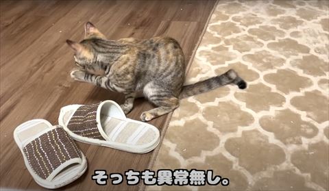 左前足で口をさわる