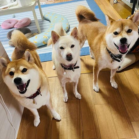 横一列に並ぶ3匹