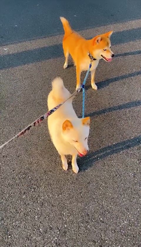 笑顔の白柴と赤柴