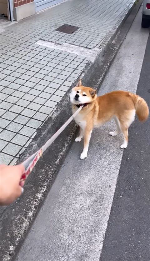 段差の前で拒否