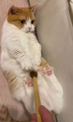 くすぐられる猫