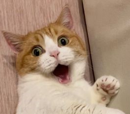 くすぐられる猫