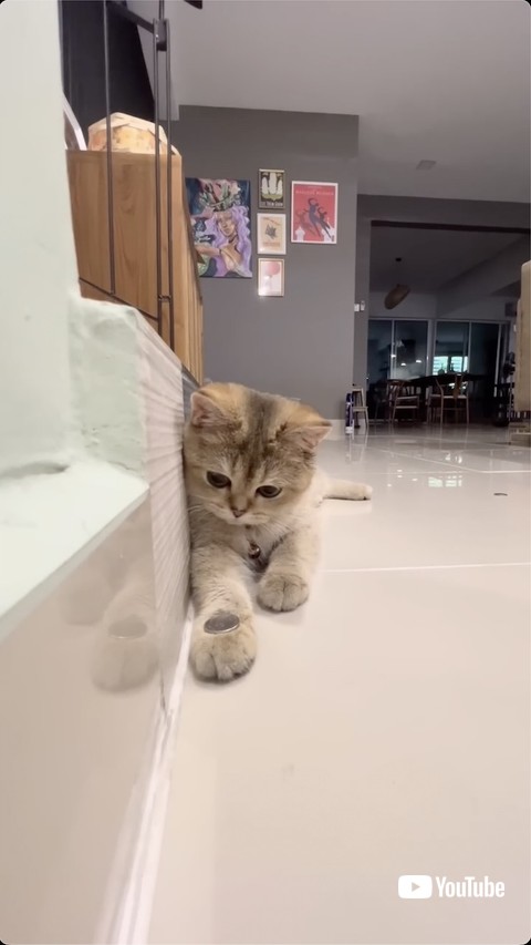 コインマジックに挑戦する猫