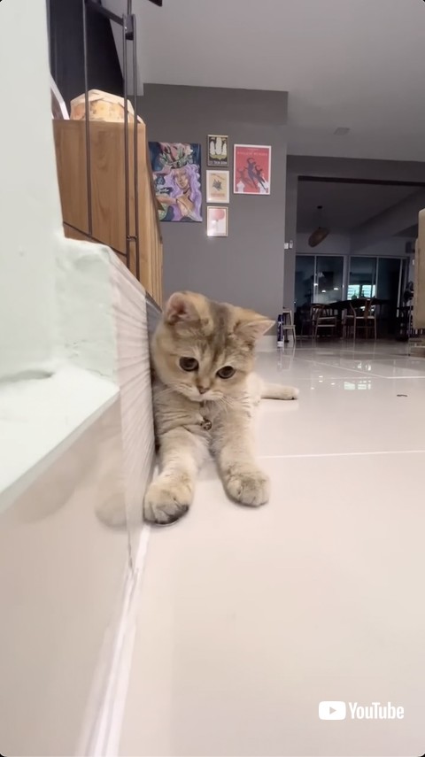 コインマジックを成功させる猫