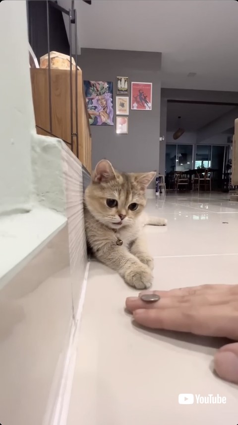 コインマジックを披露する飼い主