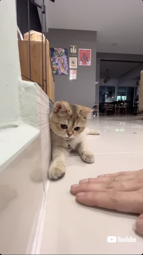 コインマジックを見る猫