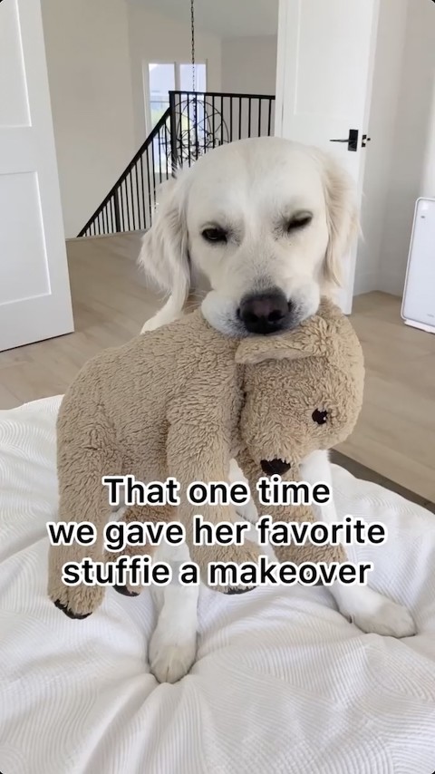 ぬいぐるみをくわえる犬