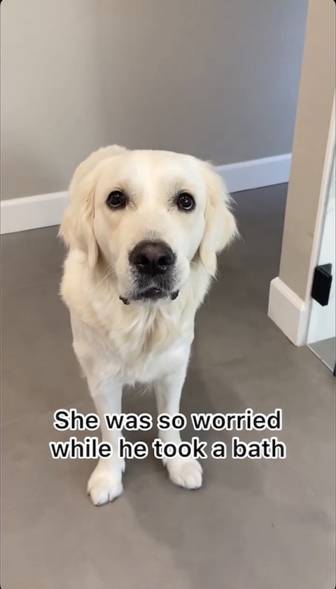 ぬいぐるみが心配な犬