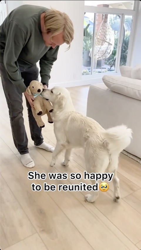 ぬいぐるみに再会した犬