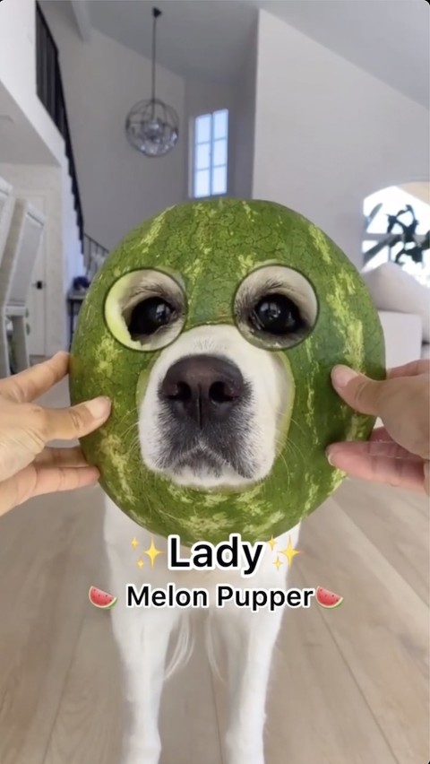 スイカマスクの犬