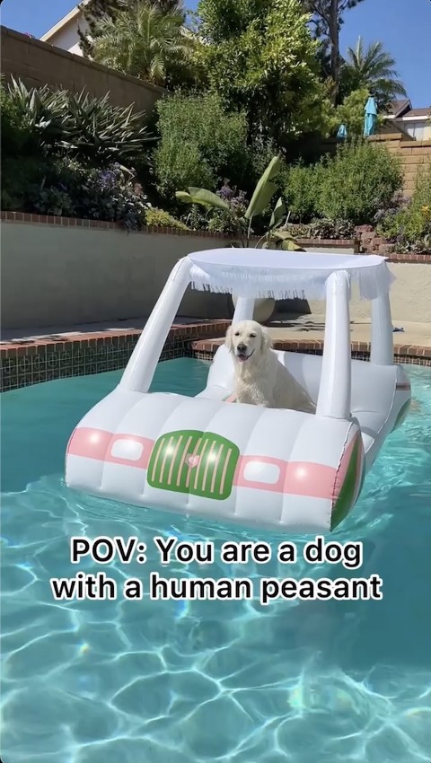 プールで遊ぶ犬