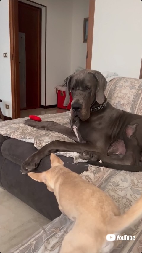 威嚇するチワワ