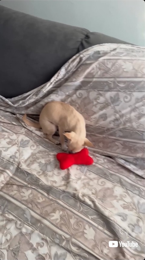 おもちゃを取り返したチワワ