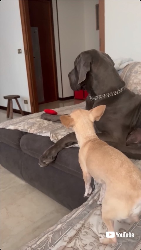 威嚇される理由が分からない犬