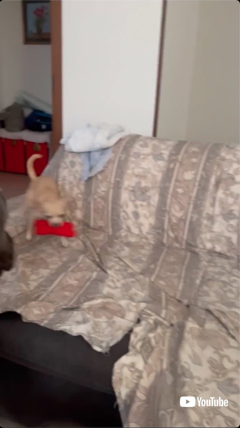 おもちゃをくわえるチワワ