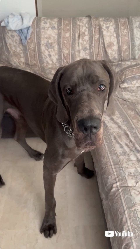 不思議な顔をする犬