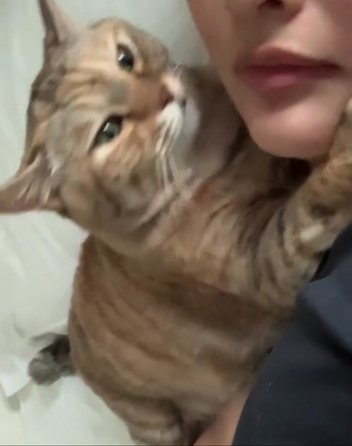 ママの顔を見る