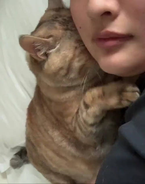 体制を変える猫