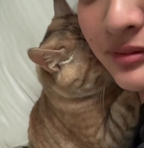 グリグリアップ