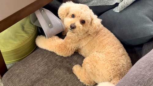 大きい トイプードル 自由すぎる デカプー 1日 過ごし方 ルーティン