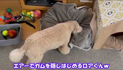 大きい トイプードル 自由すぎる デカプー 1日 過ごし方 ルーティン