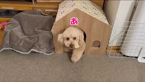 大きい トイプードル 自由すぎる デカプー 1日 過ごし方 ルーティン