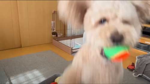 大きい トイプードル 自由すぎる デカプー 1日 過ごし方 ルーティン