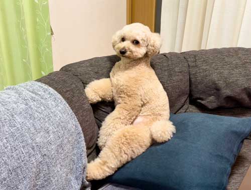 大きい トイプードル 自由すぎる デカプー 1日 過ごし方 ルーティン