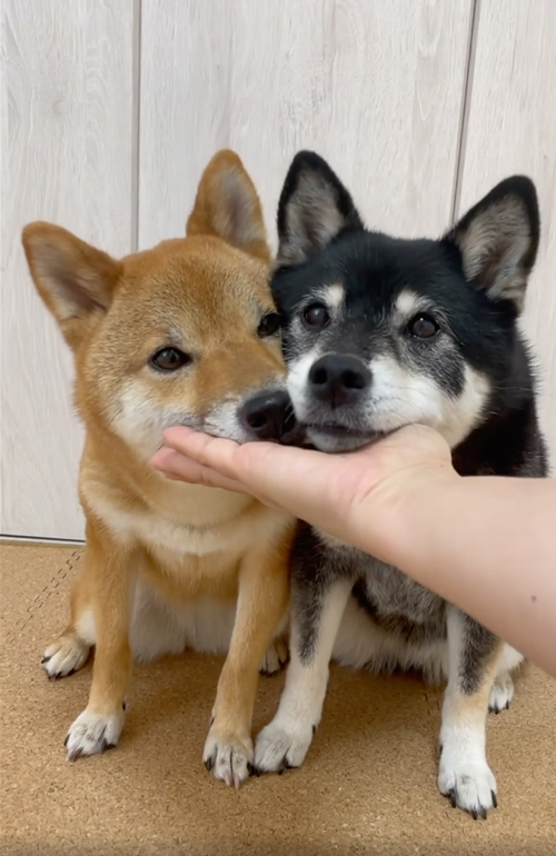 柴犬姉妹のあご乗せ