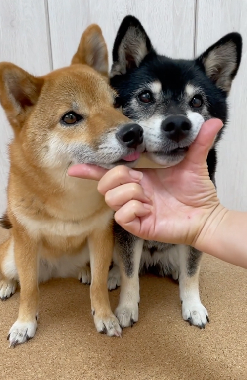 柴犬姉妹のあご乗せ