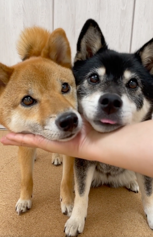 柴犬姉妹のあご乗せ